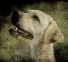 Great expectations by Alan Mattison