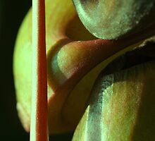 vegetal sensuality by yvesrossetti