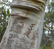 Scribbly Wrinkle: South Bruny Island, Tasmania by linfranca