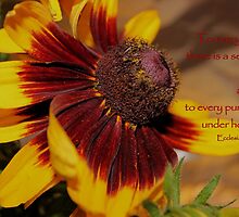 To Everything There Is A Season. . . by aprilann