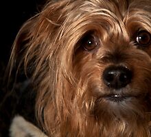 Pets calendar! by Maisie Sinclair