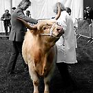 Art Photography - Northumberland Show 2012 by axp7884