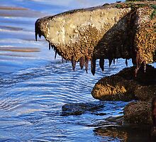 Monster From The Deep? ... Or Just Another Shaggy Dog Story :) by Susie Peek