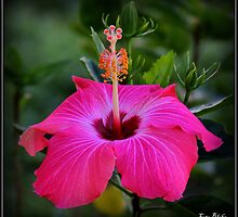 heaven scent.. by FotoBloke