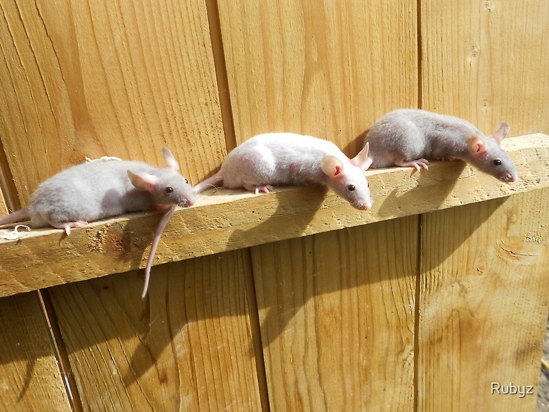 "Fuzzy grey mice" by Rubyz Redbubble