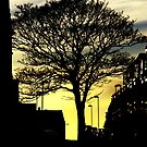 Urban Tree by axp7884
