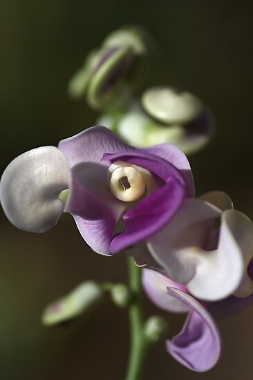 Snail Flower by Joy Watson Snail Flower by Joy Watson