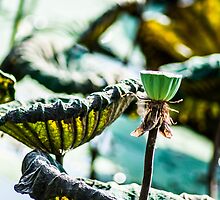 Happiness is...appreciate lotus leafs...Got Featured Work by Kornrawiee