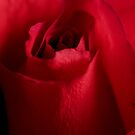 Red Rose Up Close by axp7884