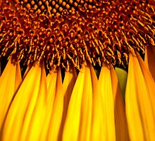 Happiness is...appreciate women who dressed in yellow...Got 3 Featured Work by Kornrawiee