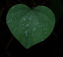 Leaf of love by ClaireWroe