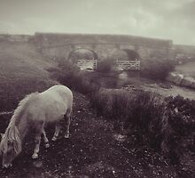 Foggy day in Dartmoor by audah