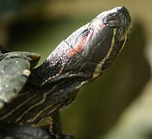 Sunbathing by Maria Tzamtzi
