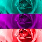 Rainbow Rose by JuliaFineArt