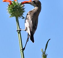 Measuring! by Rina Greeff