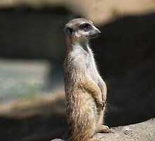 Meerkat by Vac1