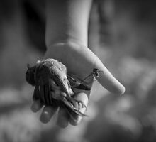 Dead Bird Song by Melissa Drummond