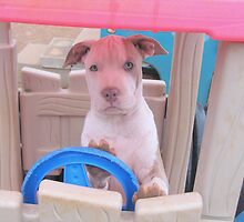 What Do You Mean I Can't Really Drive This? by Ginny York