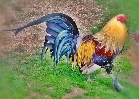 Grey+Game+Rooster Charldia › Portfolio › Game Rooster (A Gray) Struts His Stuff