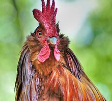 Big Rooster by Kathy Baccari