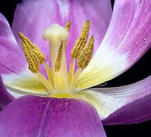 Life is short... by Bob Daalder