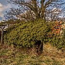 Outbuilding by axp7884