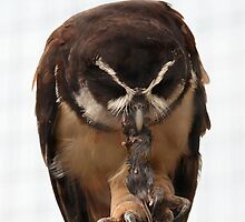 Owl and mouse by Norma Cornes