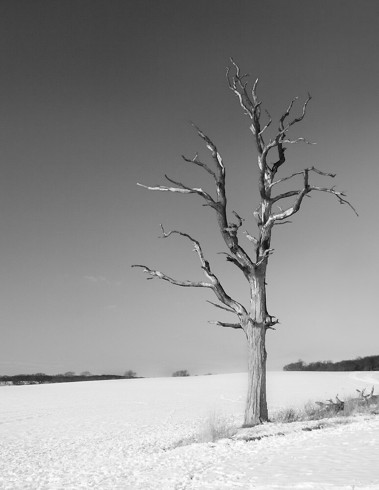 "Dead tree in Winter" by Mark Cass Redbubble