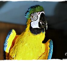 " I SWEAR, I did NOT touch your hair gel " by Gail Jones