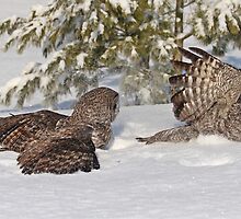 Fight or Flight by Heather King