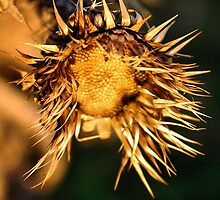 Crown of Thorns by George Petrovsky