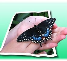 Butterfly presentation (3D effect) by Olga