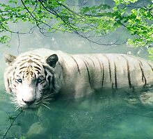Lonely Tiger 2 by Nicolene van Staden