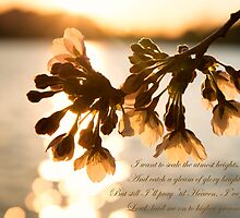 Catch a gleam of glory bright. by KellyHeaton