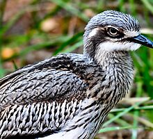 Bush Stone-curlew by Tom Newman