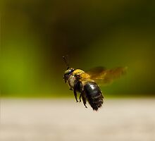 Carpenter Bee In Flight by Paul Wolf