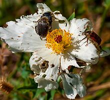 Crawling with Beetles by Paul Wolf