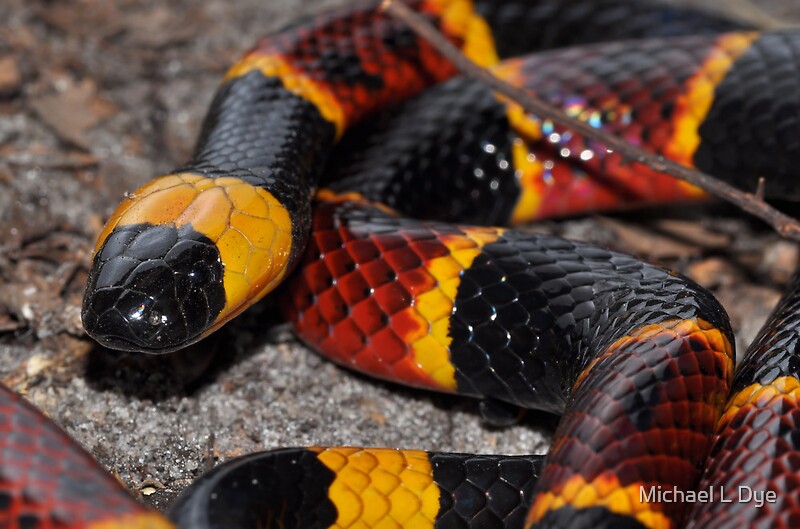 "Eastern Coral Snake" By Michael L Dye | Redbubble