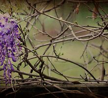 Rustic Country Wisteria by Ginger Barritt