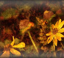 Daisies by Ginger Barritt