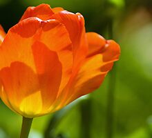 The Sweetness of Light by Thad Zajdowicz
