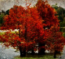 Mississippi Cypress by Ginger Barritt
