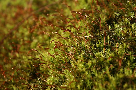quot moss spores quot by wolf6249107 redbubble quot moss spores quot by wolf6249107 redbubble