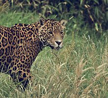 Stalking the Grasslands by Designer023