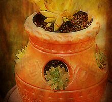 Terracotta Pot by Ginger Barritt