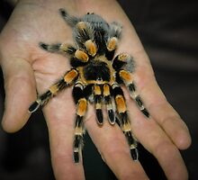 Tarantula Spider by mlphoto