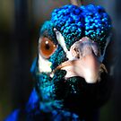 You Looking At Me? by axp7884