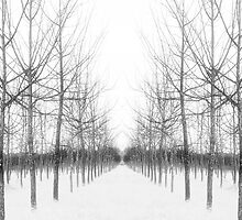Perfect Mirror by europs