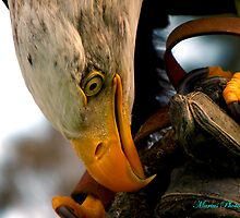 Bird of Prey by mariusvic