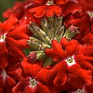 Aztec Ruby by axp7884